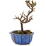 Cotoneaster horizontalis, 13 cm, ± 5 ans