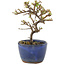 Cotoneaster horizontaleis, 13 cm, ± 5 jaar oud