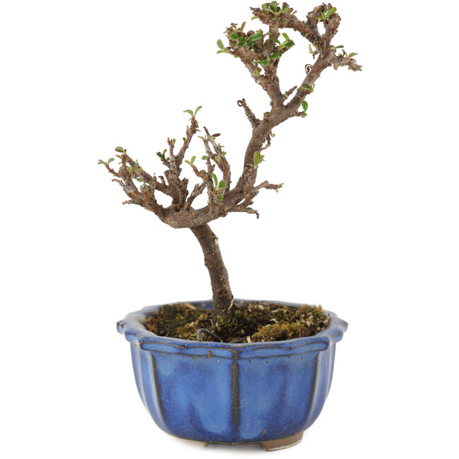 Cotoneaster horizontalis, 13 cm, ± 5 ans
