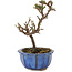 Cotoneaster horizontalis, 13 cm, ± 5 ans