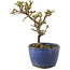 Cotoneaster horizontaleis, 13 cm, ± 5 jaar oud