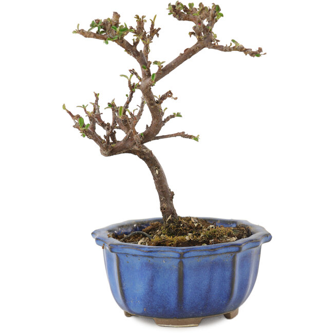 Cotoneaster horizontalis, 13 cm, ± 5 ans