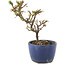 Cotoneaster horizontaleis, 13 cm, ± 5 jaar oud