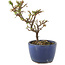 Cotoneaster horizontalis, 13 cm, ± 5 years old