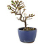 Cotoneaster horizontaleis, 13 cm, ± 5 jaar oud