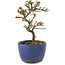 Cotoneaster horizontaleis, 13 cm, ± 5 jaar oud