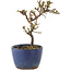 Cotoneaster horizontaleis, 13 cm, ± 5 jaar oud