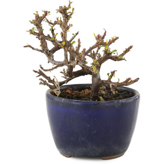 Cotoneaster horizontaleis, 9,5 cm, ± 5 jaar oud