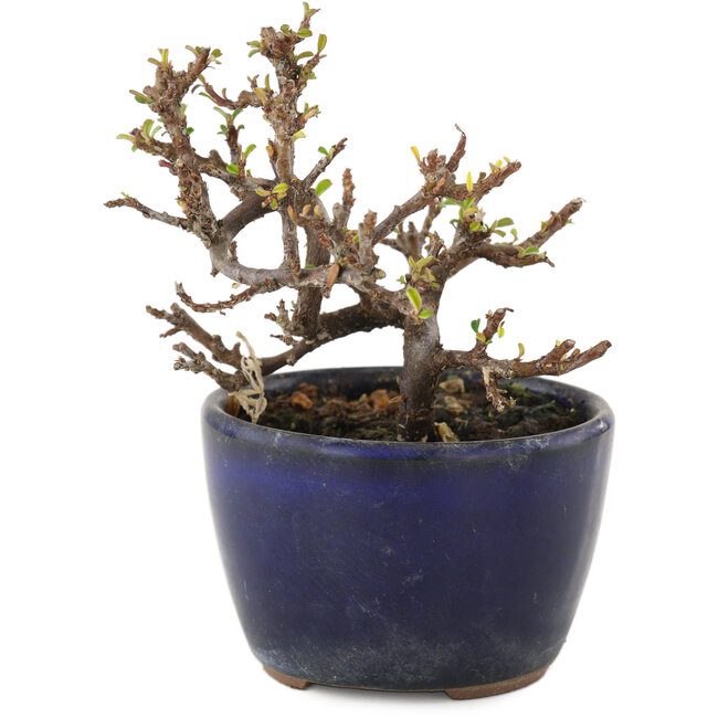 Cotoneaster horizontalis, 9,5 cm, ± 5 años