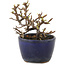 Cotoneaster orizzontalis, 9,5 cm, ± 5 anni