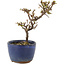 Cotoneaster horizontalis, 13 cm, ± 5 ans