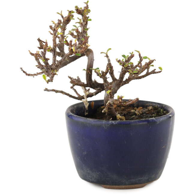Cotoneaster horizontalis, 9,5 cm, ± 5 years old