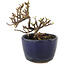 Cotoneaster orizzontalis, 9,5 cm, ± 5 anni