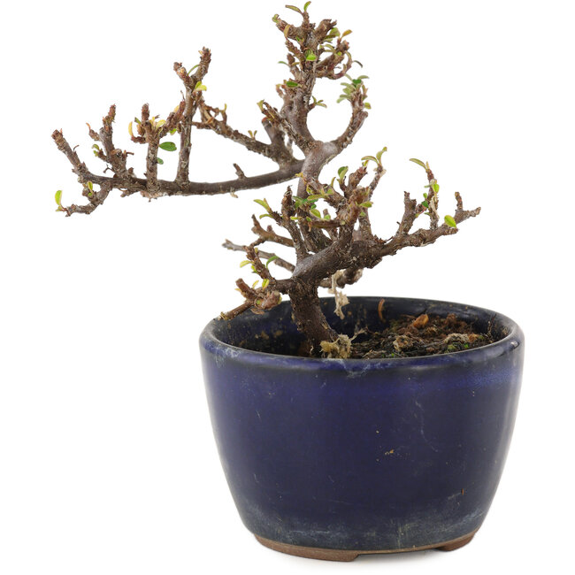 Cotoneaster horizontaleis, 9,5 cm, ± 5 jaar oud