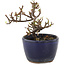 Cotoneaster orizzontalis, 9,5 cm, ± 5 anni