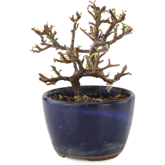 Cotoneaster horizontalis, 9,5 cm, ± 5 Jahre alt