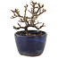 Cotoneaster horizontaleis, 9,5 cm, ± 5 jaar oud