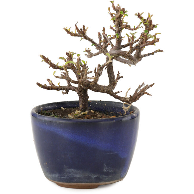 Cotoneaster horizontaleis, 9,5 cm, ± 5 jaar oud