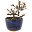 Cotoneaster horizontaleis, 9,5 cm, ± 5 jaar oud