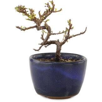 Cotoneaster horizontaleis, 10 cm, ± 5 jaar oud