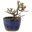 Cotoneaster horizontaleis, 9,5 cm, ± 5 jaar oud