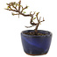 Cotoneaster horizontalis, 10 cm, ± 5 years old