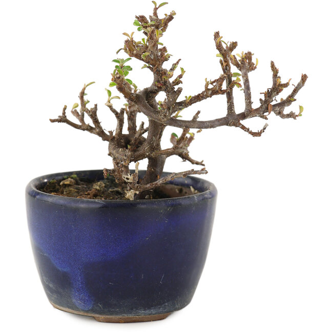 Cotoneaster horizontalis, 9,5 cm, ± 5 Jahre alt