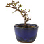 Cotoneaster horizontalis, 10 cm, ± 5 Jahre alt