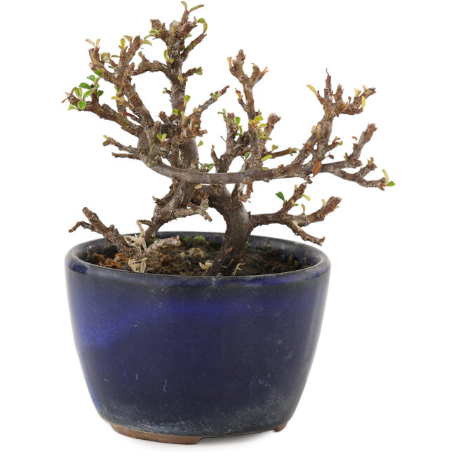 Cotoneaster horizontaleis, 9,5 cm, ± 5 jaar oud