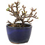 Cotoneaster orizzontalis, 9,5 cm, ± 5 anni