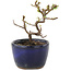 Cotoneaster horizontalis, 10 cm, ± 5 years old