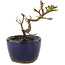 Cotoneaster horizontalis, 10 cm, ± 5 years old