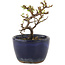 Cotoneaster horizontalis, 10 cm, ± 5 years old