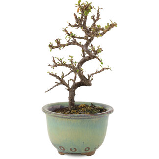 Cotoneaster horizontalis, 16 cm, ± 5 años