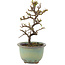 Cotoneaster horizontaleis, 16 cm, ± 5 jaar oud