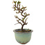 Cotoneaster horizontalis, 16 cm, ± 5 years old