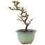 Cotoneaster horizontaleis, 16 cm, ± 5 jaar oud