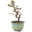 Cotoneaster horizontaleis, 16 cm, ± 5 jaar oud