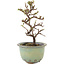 Cotoneaster horizontaleis, 16 cm, ± 5 jaar oud