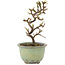 Cotoneaster horizontalis, 16 cm, ± 5 Jahre alt