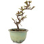 Cotoneaster horizontaleis, 16 cm, ± 5 jaar oud