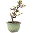 Cotoneaster horizontaleis, 16 cm, ± 5 jaar oud