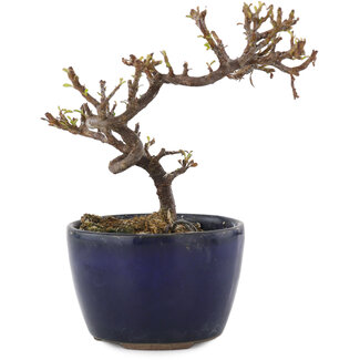 Cotoneaster horizontalis, 11,5 cm, ± 5 Jahre alt