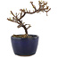 Cotoneaster horizontaleis, 11,5 cm, ± 5 jaar oud