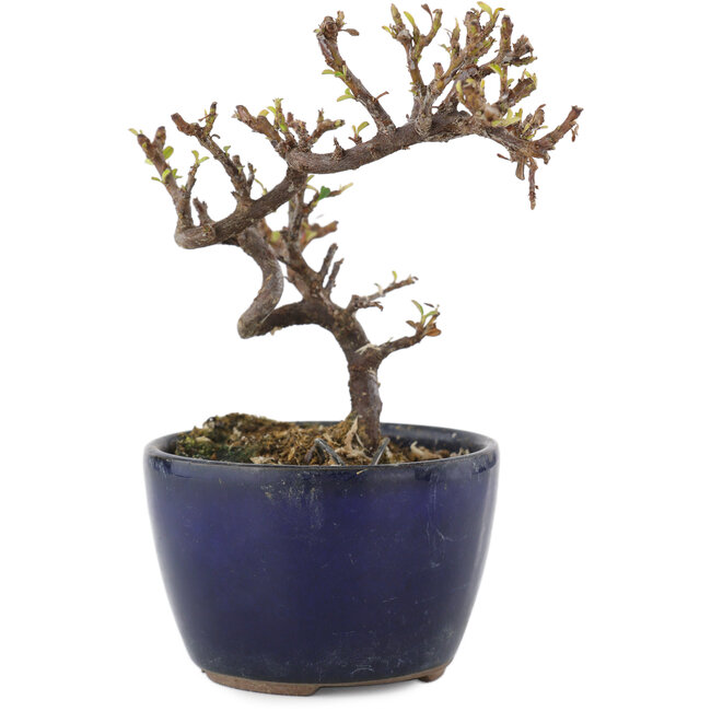 Cotoneaster horizontalis, 11,5 cm, ± 5 years old