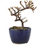 Cotoneaster horizontaleis, 11,5 cm, ± 5 jaar oud