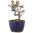 Cotoneaster horizontaleis, 11,5 cm, ± 5 jaar oud