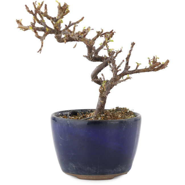 Cotoneaster horizontalis, 11,5 cm, ± 5 ans