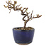 Cotoneaster horizontaleis, 11,5 cm, ± 5 jaar oud