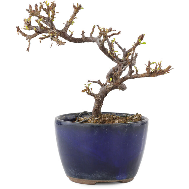 Cotoneaster horizontalis, 11,5 cm, ± 5 years old